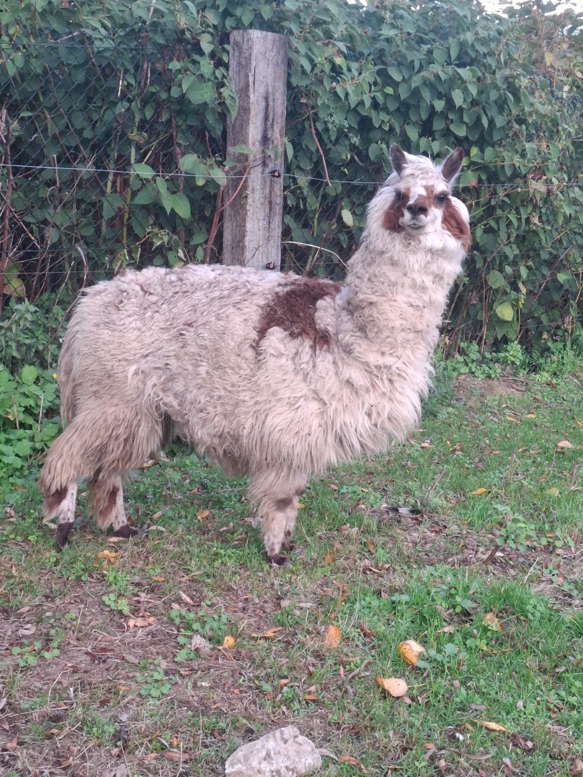 koppel alpacas, Dieren en Toebehoren, Maart