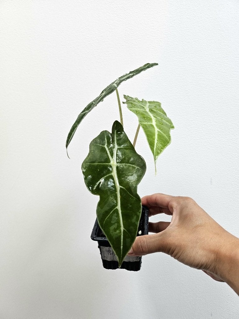 Alocasia Polly #1, Autres espèces, En pot, Enlèvement ou Envoi, Moins de 100 cm