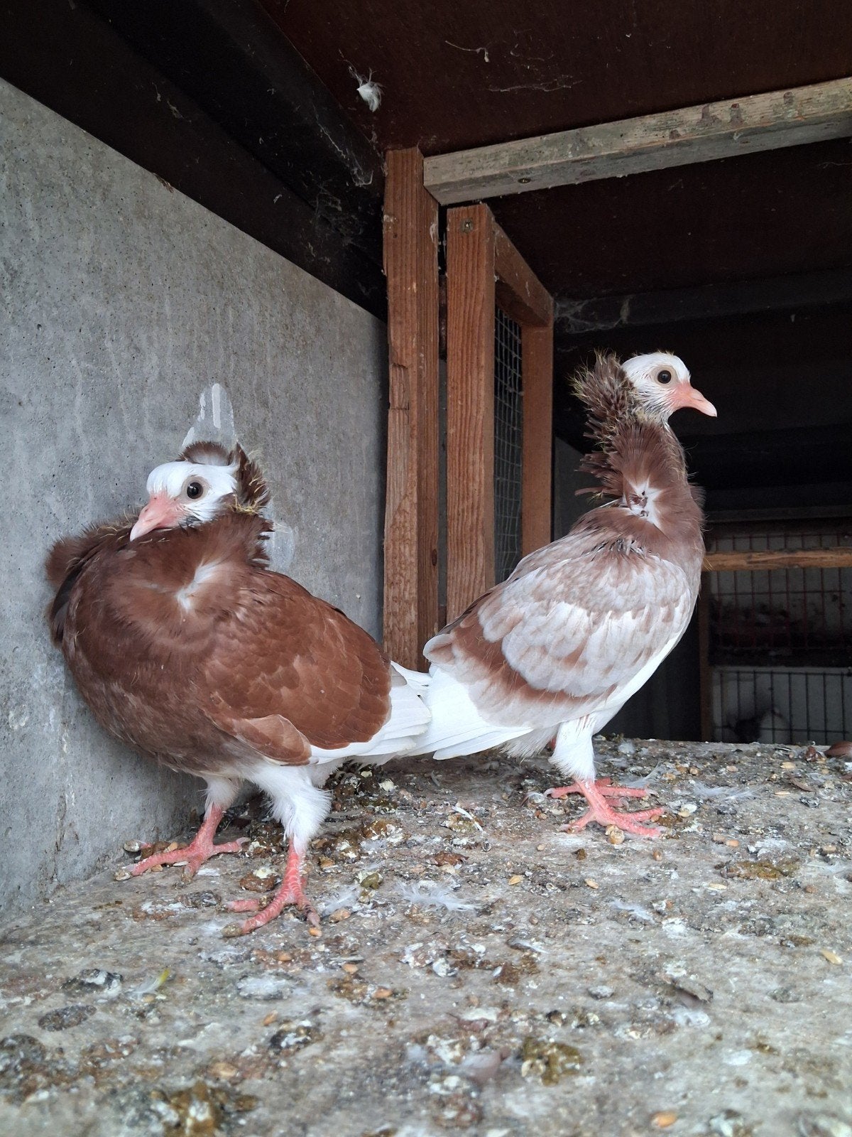 duiven, Dieren en Toebehoren