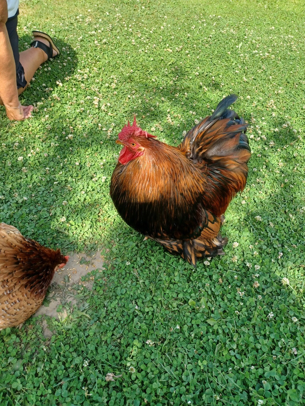 Cochins kriel