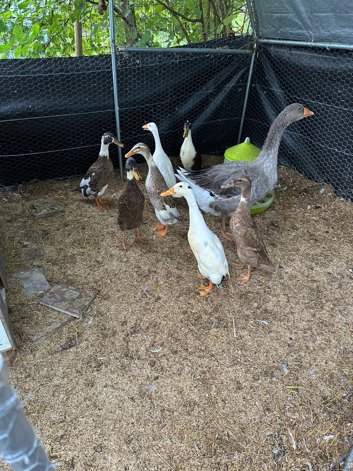 Indische loopeend, Dieren en Toebehoren, Meerdere dieren, Eend