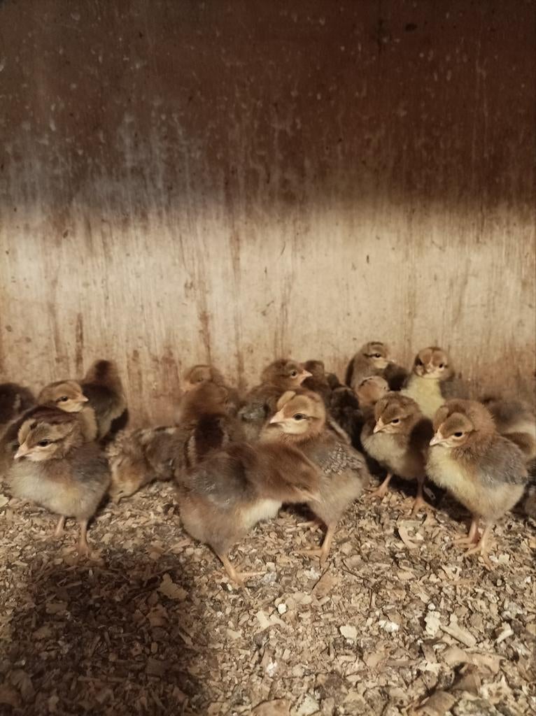 Leghorn patrijs kuikens, Dieren en Toebehoren