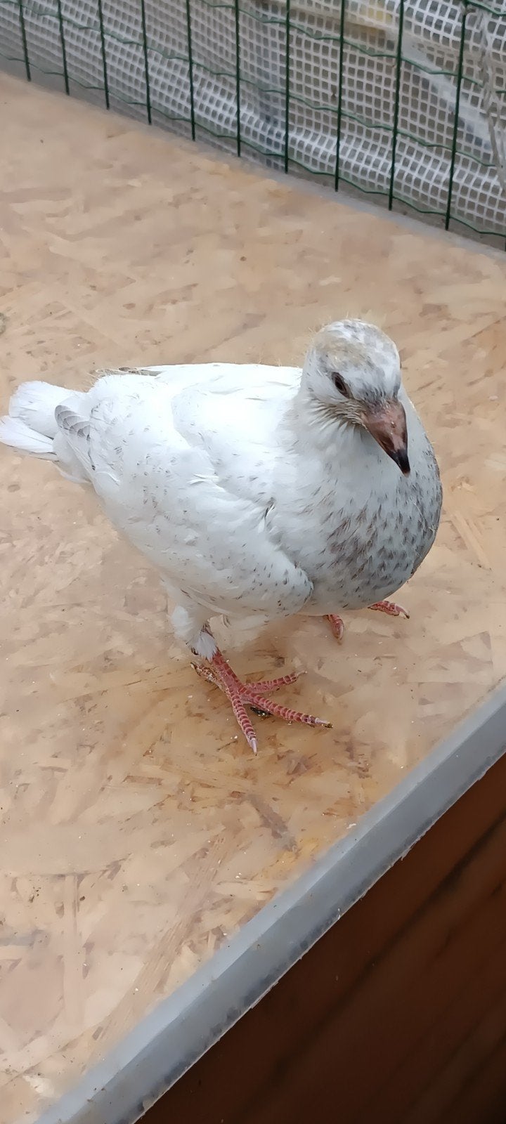 kleurpostduif, Dieren en Toebehoren