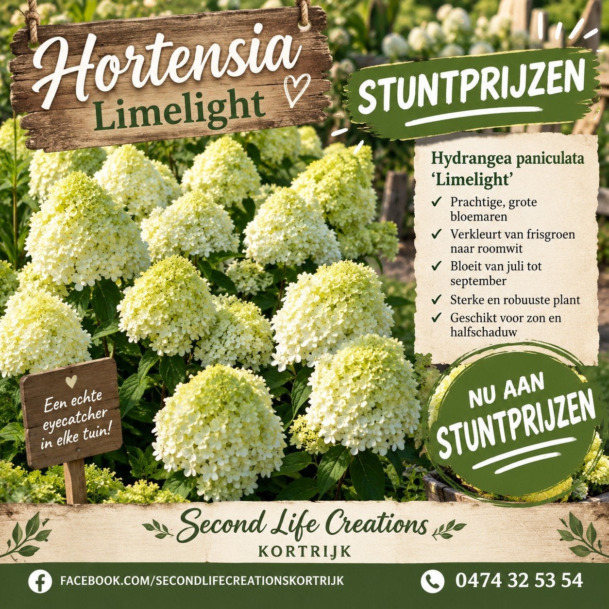 ‼️hortensia limelight aan promoprijzen ‼️, Ophalen, Hortensia