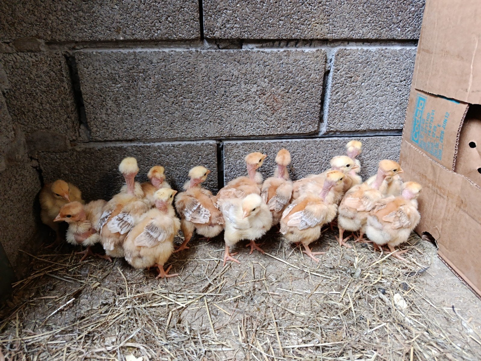 naakthals kuikens, Dieren en Toebehoren, Pluimvee