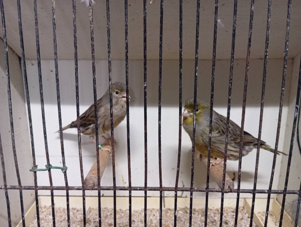 2 kanarie poppen 2026 c356 c825 (6), Dieren en Toebehoren