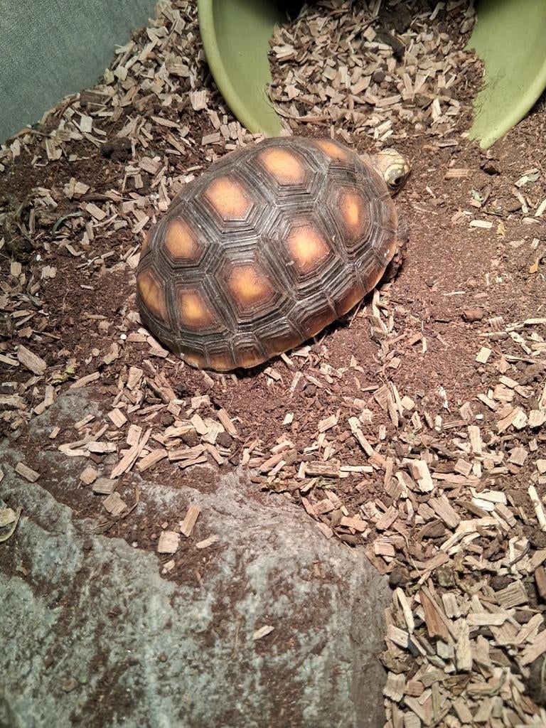 Landschildpad, Dieren en Toebehoren