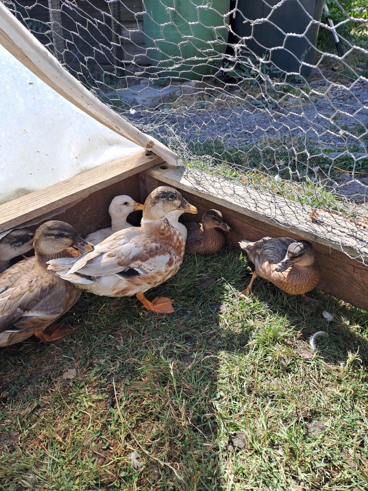 hollandse kwakers, Dieren en Toebehoren, Pluimvee