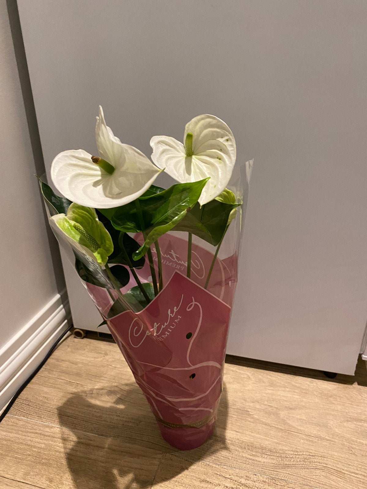 NIEUW! Mooie flamingoplant in verpakking, Ophalen, Zo goed als nieuw
