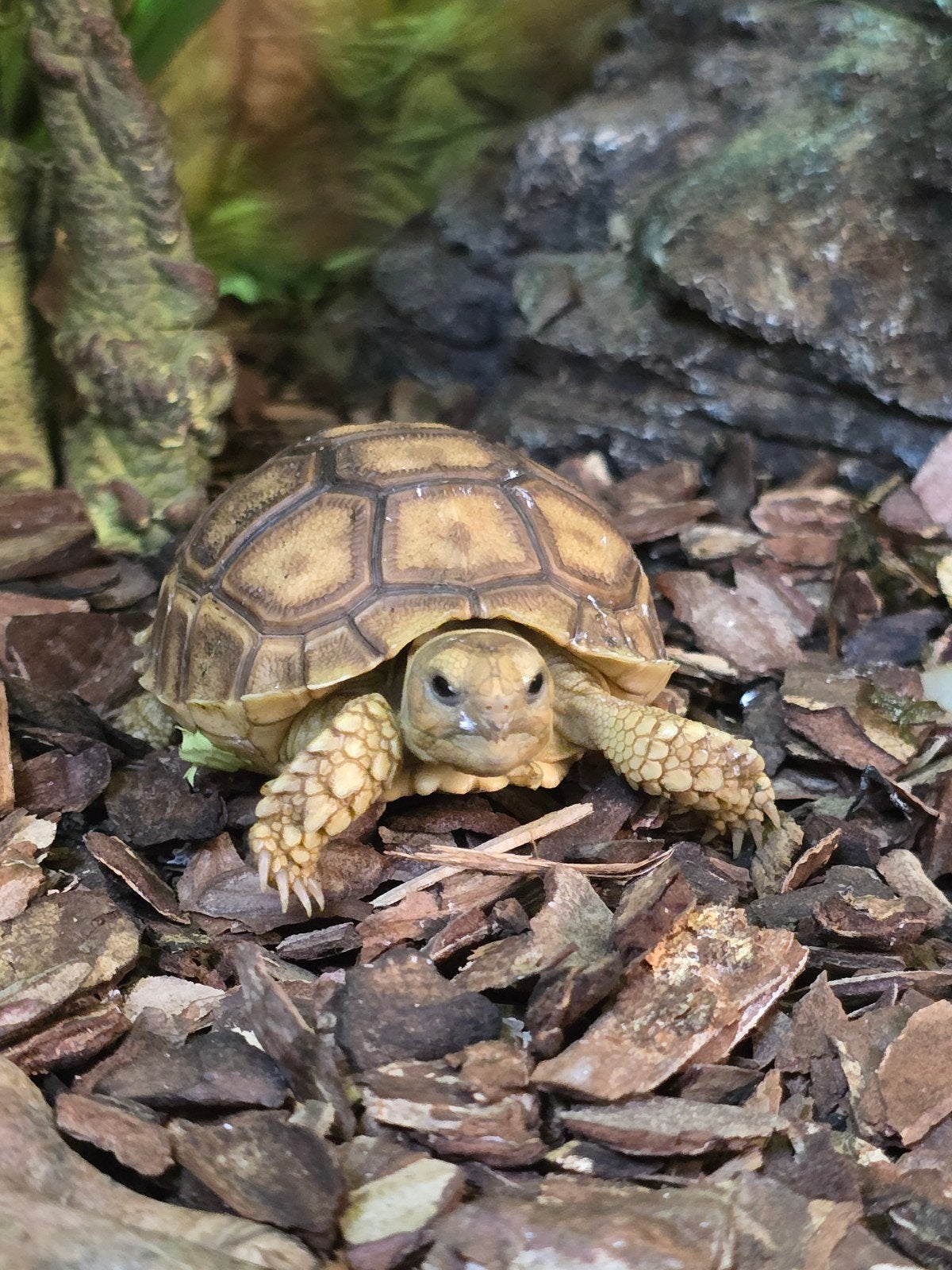Prachtige sporenschildpadden (Centrochelys sulcata, Animaux & Accessoires, Reptiles & Amphibiens, Amphibien