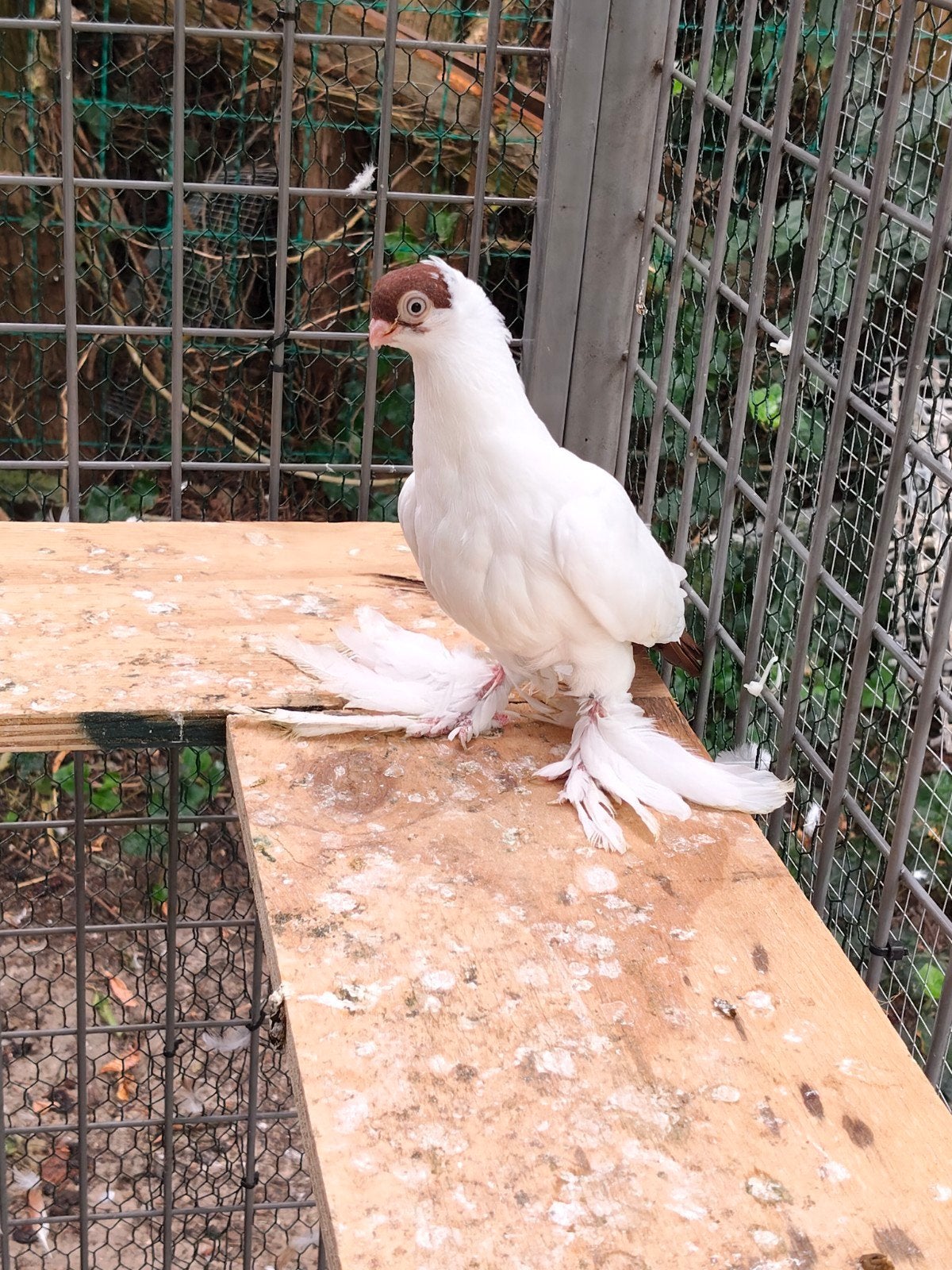 pigon, Animaux & Accessoires