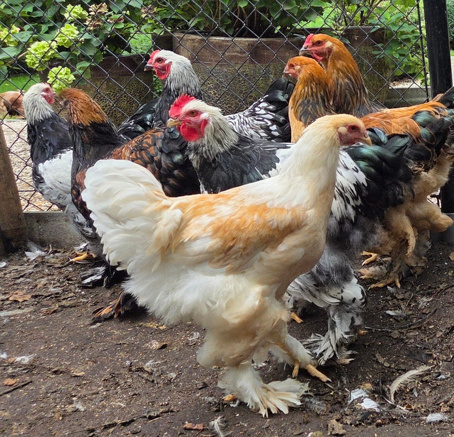 Jonge Brahmahanen, Dieren en Toebehoren, Mannelijk, Kip