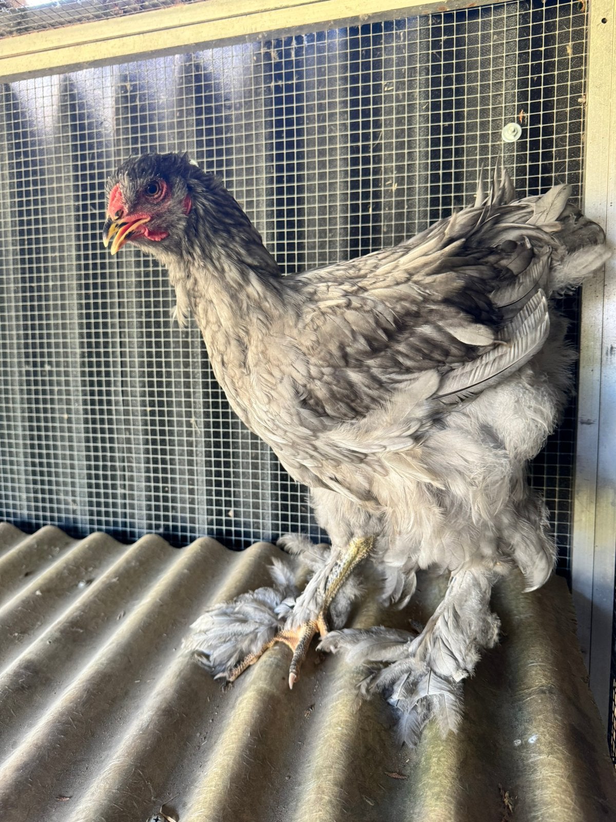 Blauwe brahma