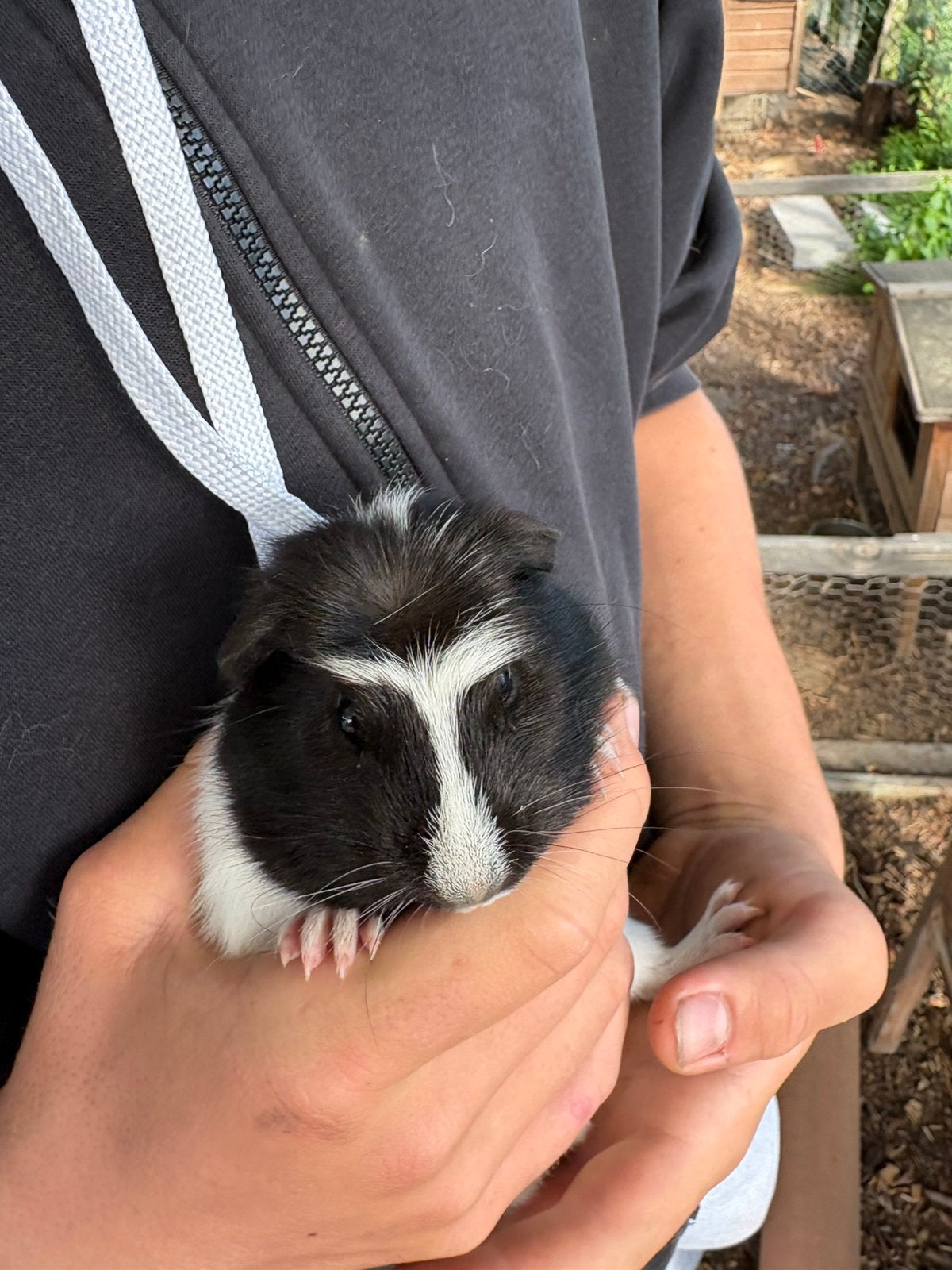Cuy reuze cavia, Animaux & Accessoires, Juillet, Cobaye
