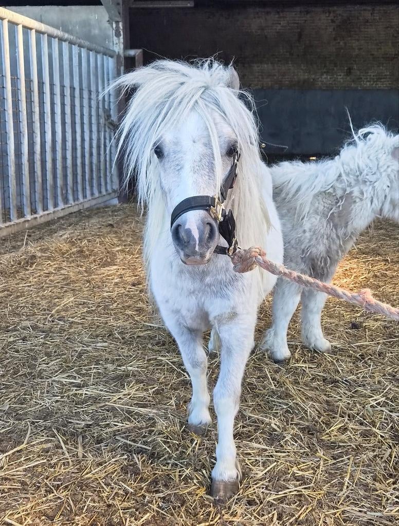 Shetland hengstje 2 jaar, Dieren en Toebehoren
