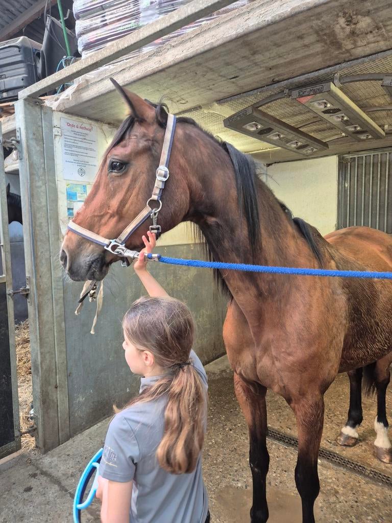 Super lieve ruin zoekt de beste match, Dieren en Toebehoren, Ruin, Minder dan 160 cm, Recreatiepaard, 11 jaar of ouder