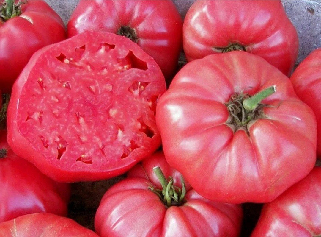 Plants de tomates biologiques, par plant pour 1 euro, Enlèvement