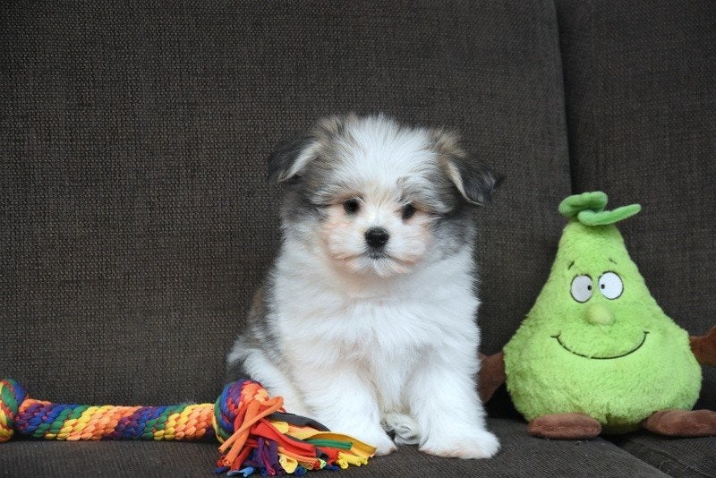 Maltipom pupjes, Animaux & Accessoires, Chiens | Sans pedigree, Petit, Plusieurs, Hépatite contagieuse (maladie de Rubarth), Belgique