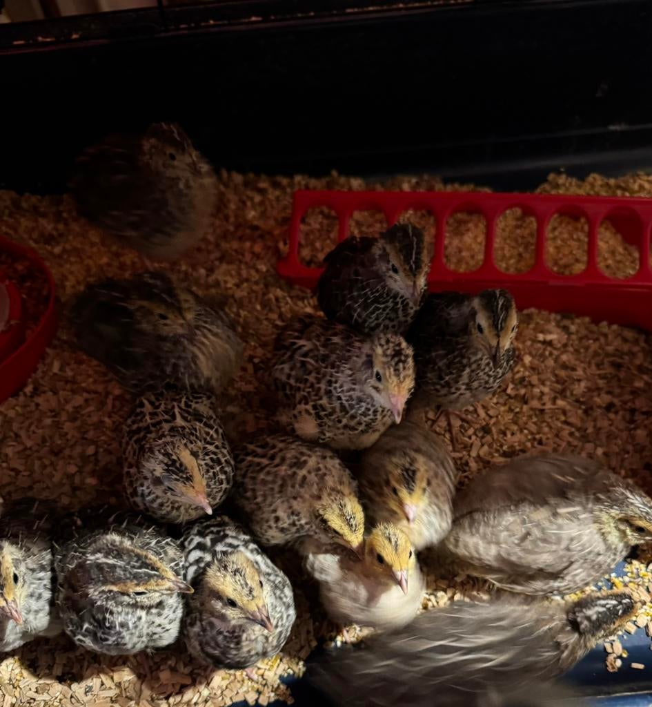 Des cailles super mignonnes, Domestique