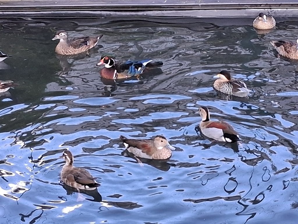 Roodschoudertaling, Dieren en Toebehoren, Meerdere dieren, Eend