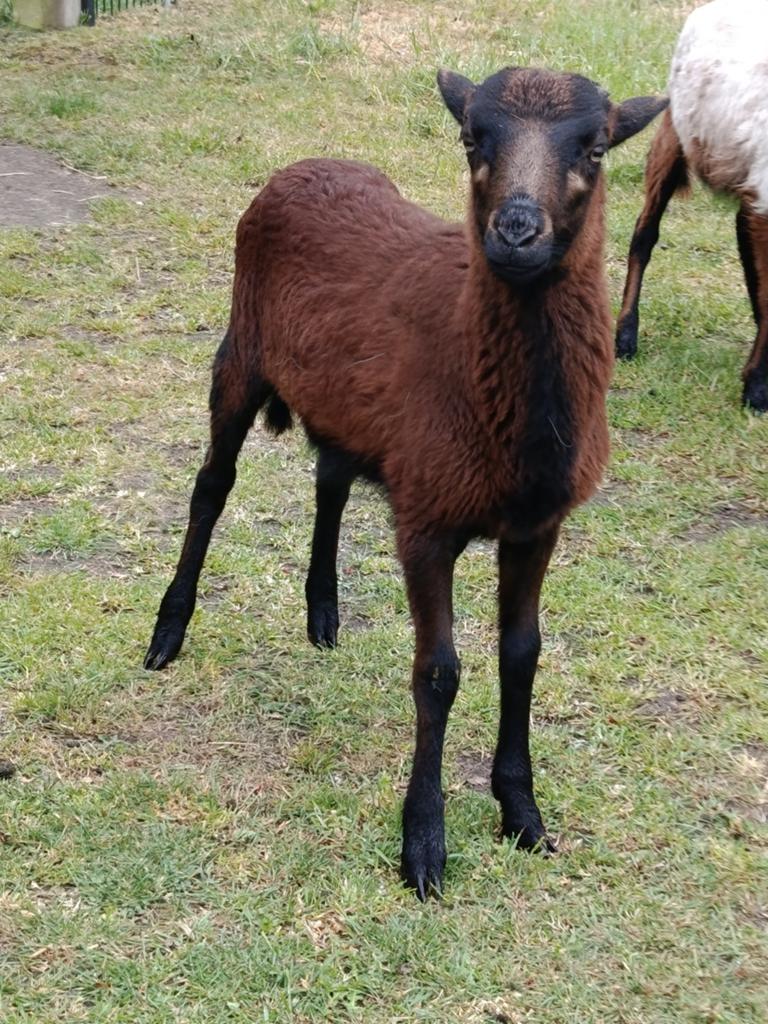 Kameroen ramlam, Dieren en Toebehoren