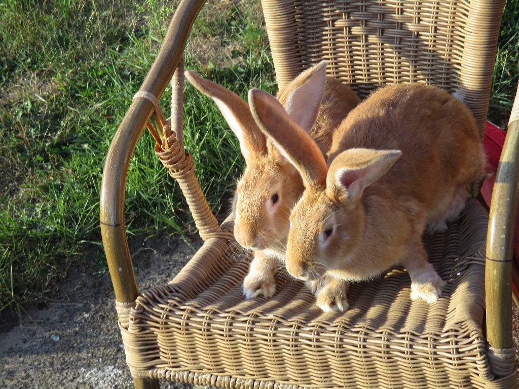 geel vlaamse reus, Dieren en Toebehoren, Mannelijk, Groot, 0 tot 2 jaar
