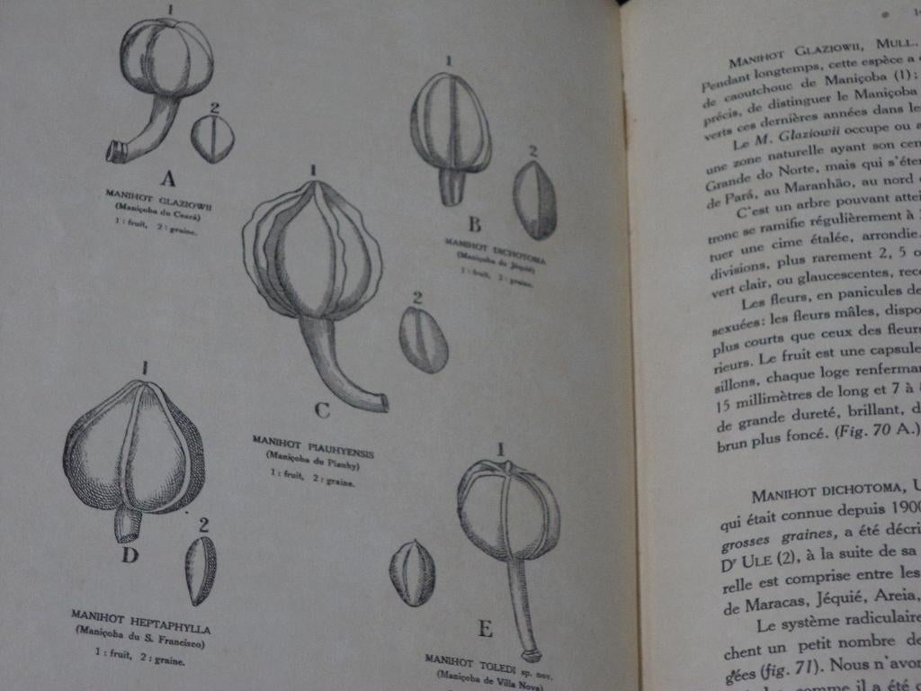 1912 Culture et exploitation du caoutchouc au Brésil, Hévéa, Enlèvement ou Envoi