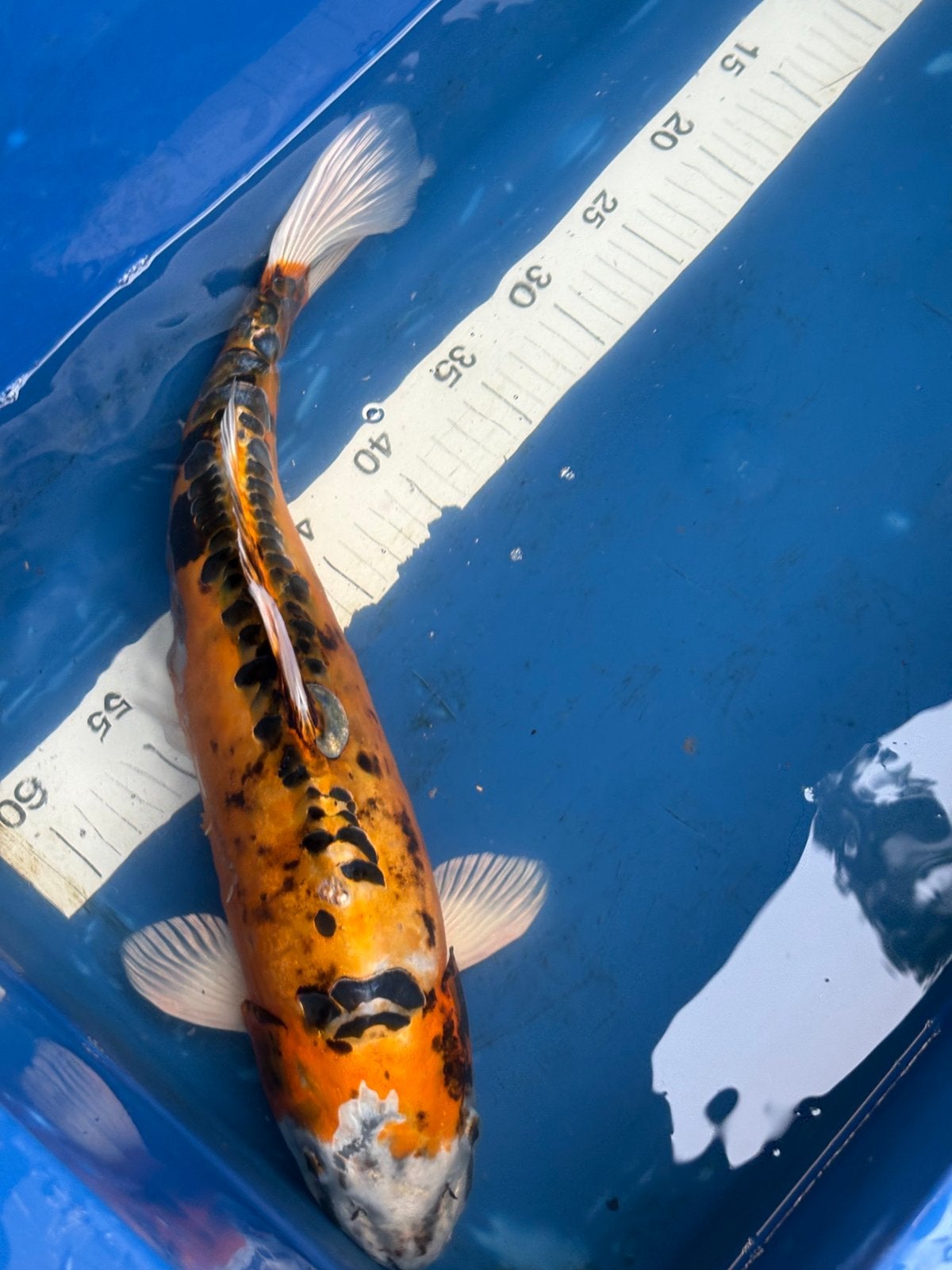 45 cm koi, Dieren en Toebehoren, Vissen | Vijvervissen