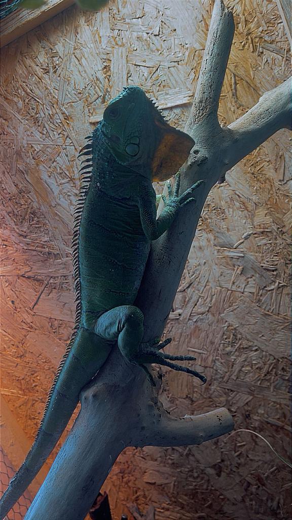 Iguane, Avec terrarium