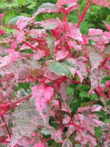 Acer Red Flamingo, Tuin en Terras, Ophalen, Winter, Halfschaduw