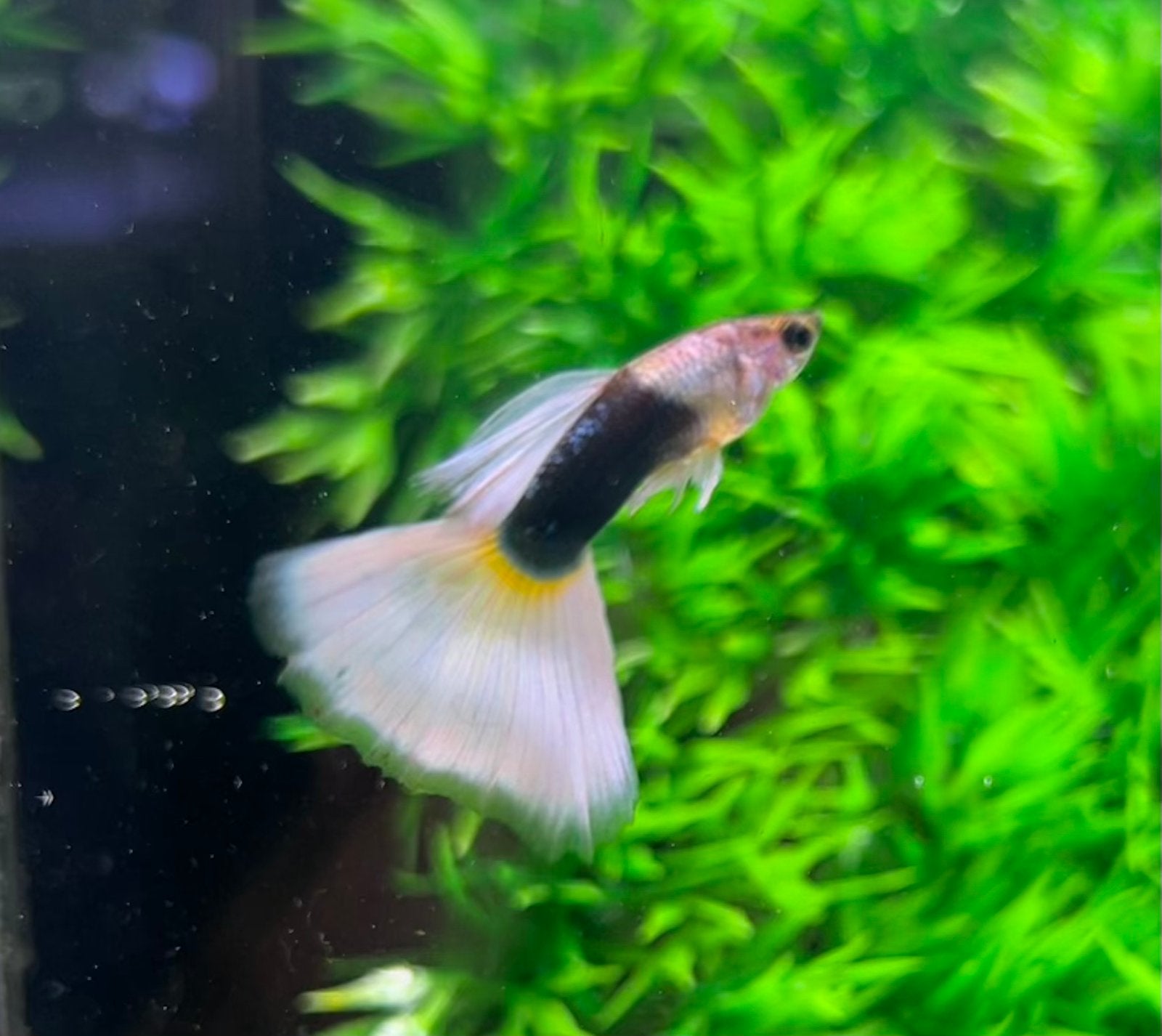 Grey Silverado Half Black White guppy, Dieren en Toebehoren, Vissen | Aquariumvissen