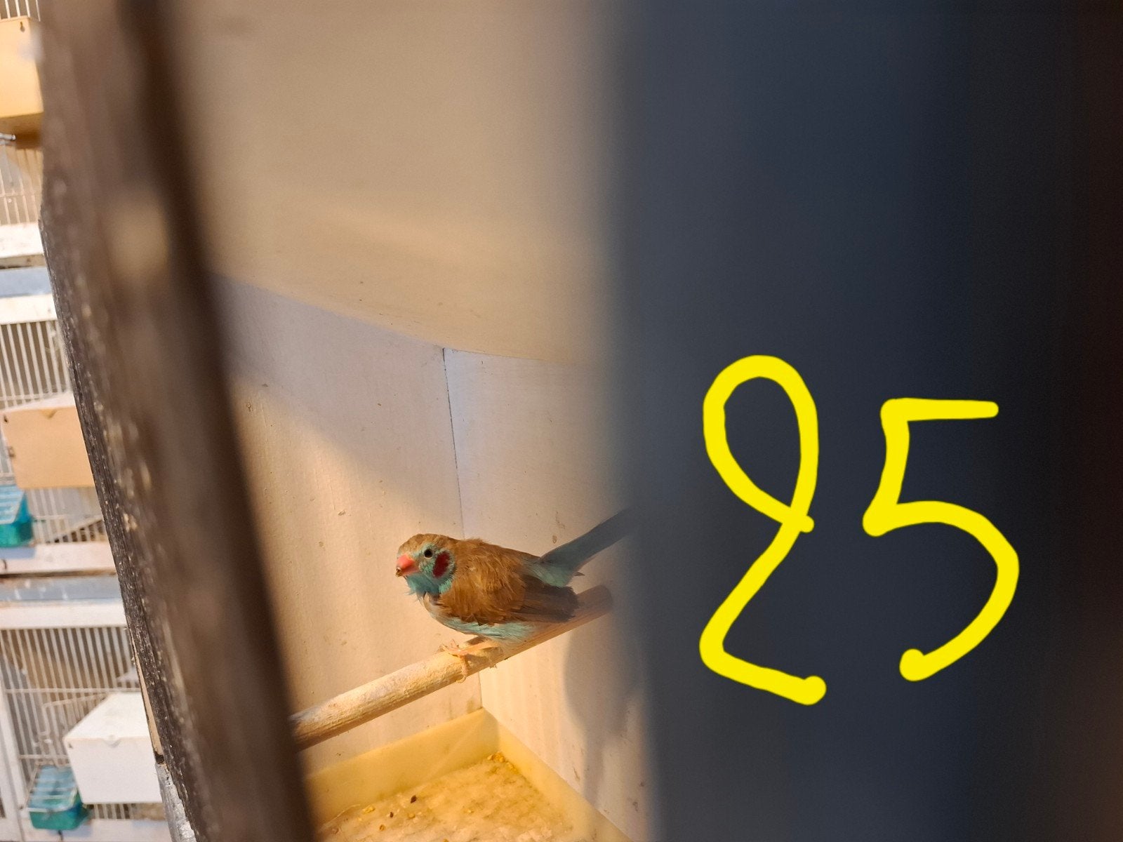 exoten, Dieren en Toebehoren, Mannelijk, Tropenvogel, Geringd