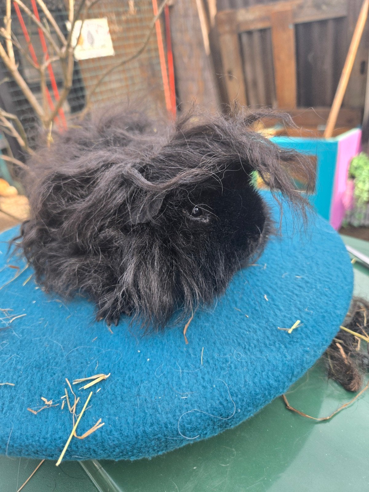 Prachtige zwarte Alpaca beer, Mannelijk, Tam, Maart, Cavia