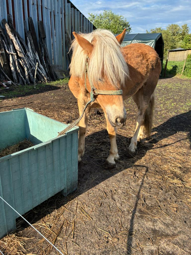 Haflinger veulen, Dieren en Toebehoren