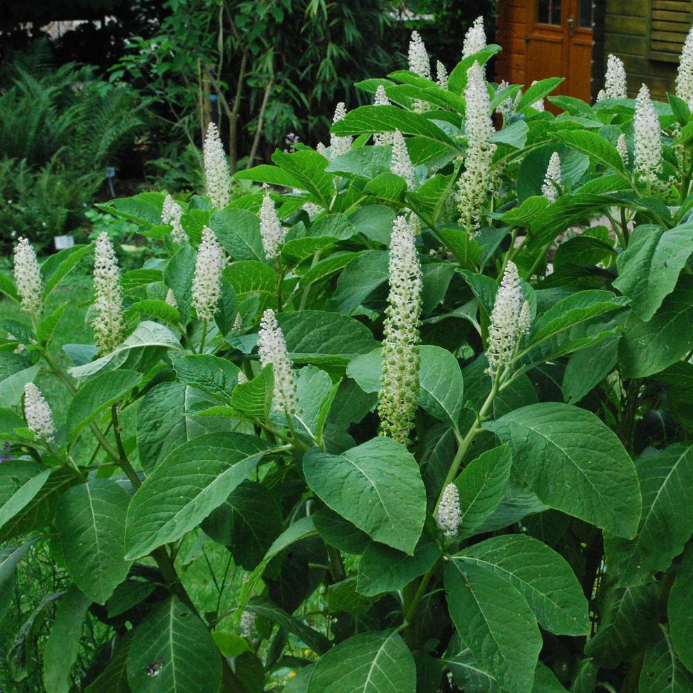 Karmozijnbes (Phytolacca), Tuin en Terras, Ophalen, Zomer, Vaste plant, Halfschaduw