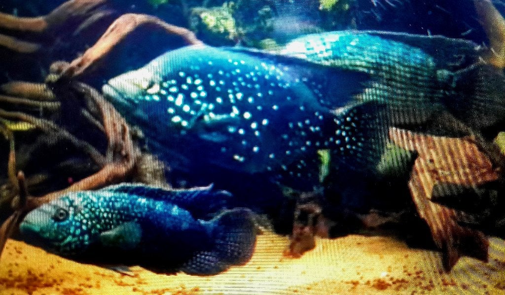 Black Diamond Afrikaanse cichliden, Dieren en Toebehoren, Vis, Zoetwatervis