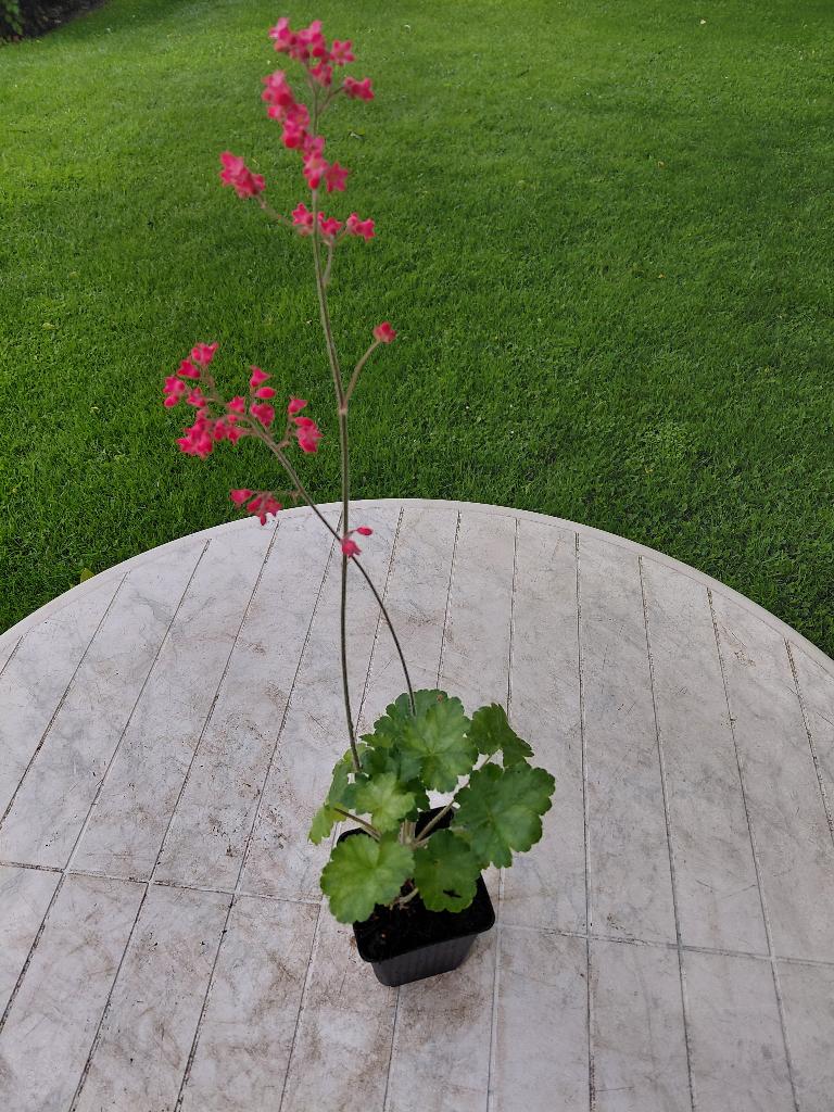 Heuchera Leuchtkafer, Enlèvement, Mi-ombre