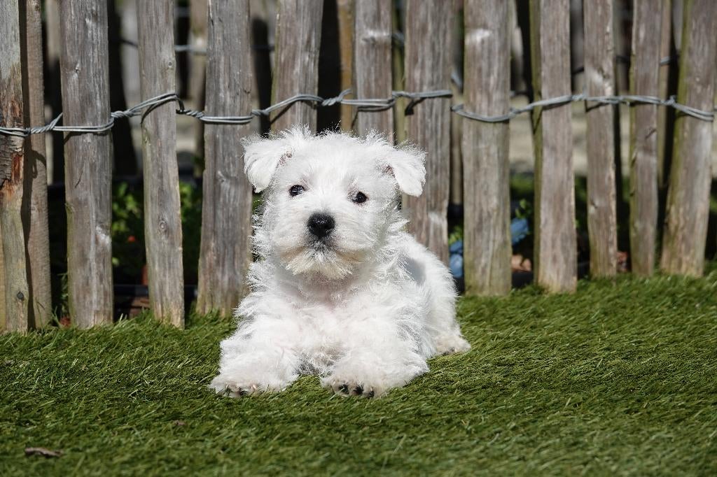 Chiots Westie avec pedigree (West Highland white terrier), Animaux & Accessoires, Autres races, Plusieurs, Hépatite contagieuse (maladie de Rubarth)
