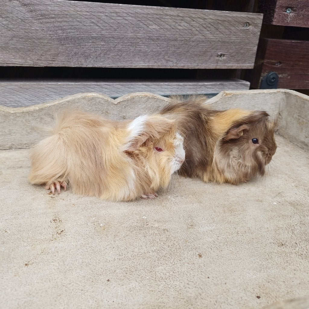 Peruvian cavias, Juillet, Plusieurs animaux, Cobaye