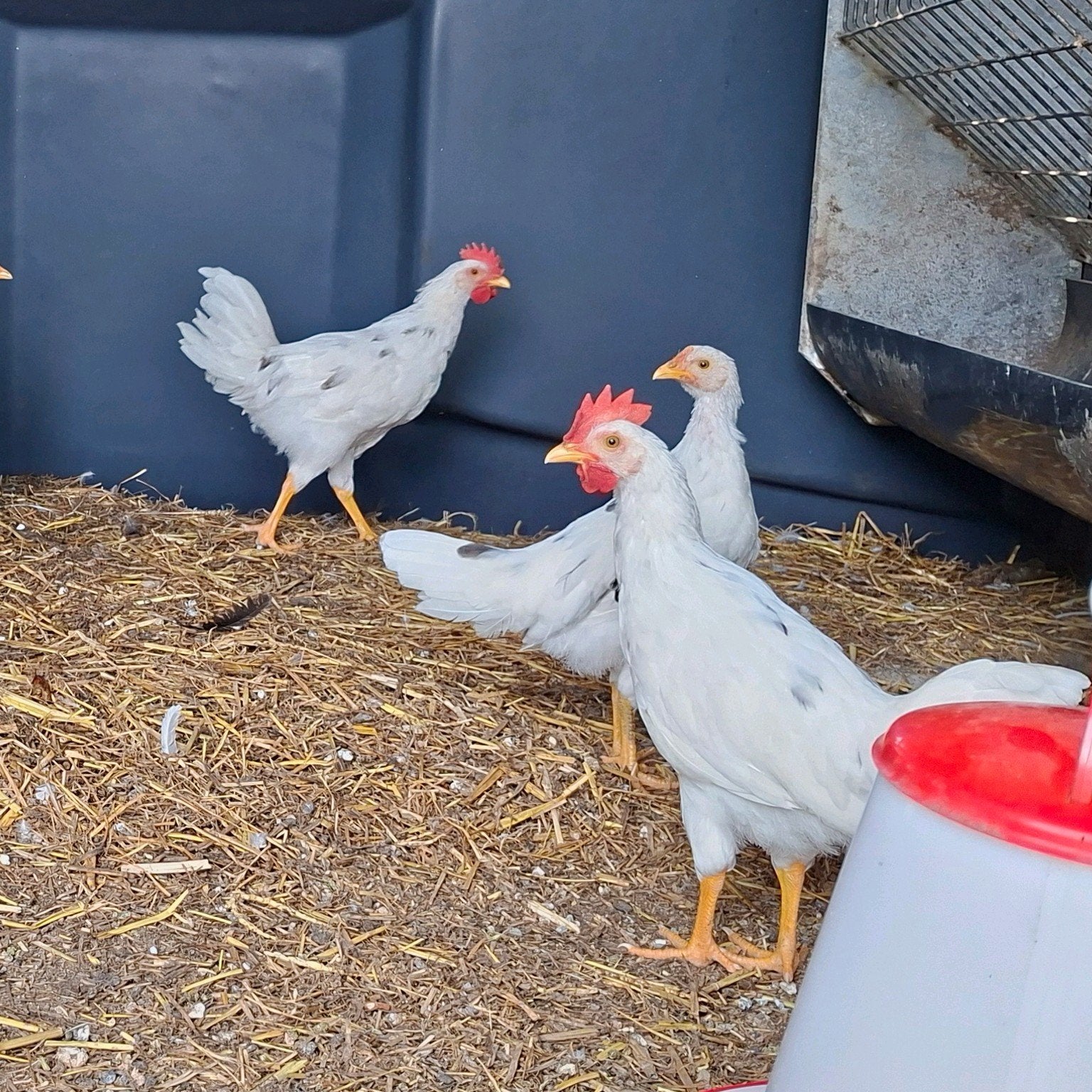 2 leghorn hanen, Mâle, Poule ou poulet