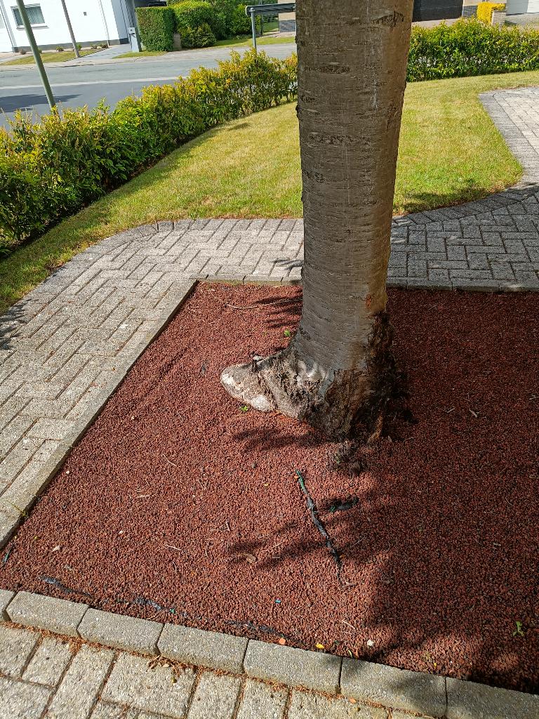 Boom, Ophalen, Zomer, Overige soorten