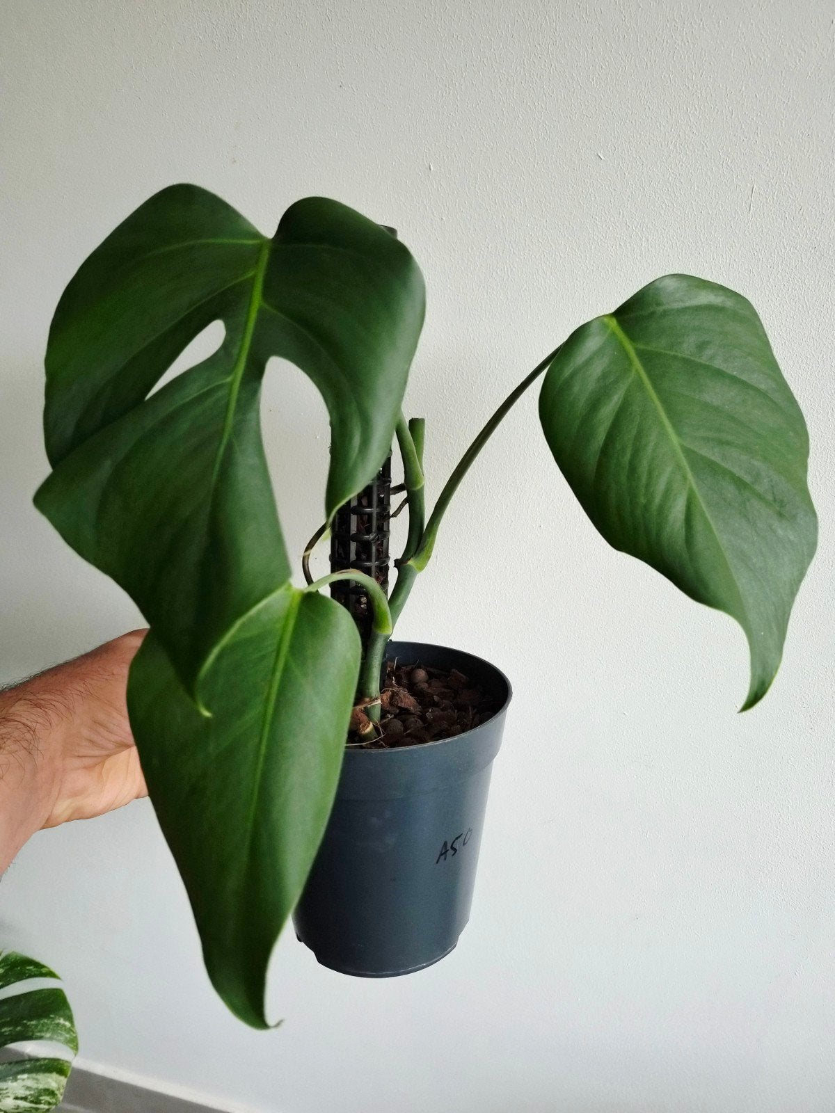 Monstera Sierrana (mexican form), Autres espèces, En pot, Moins de 100 cm, Enlèvement