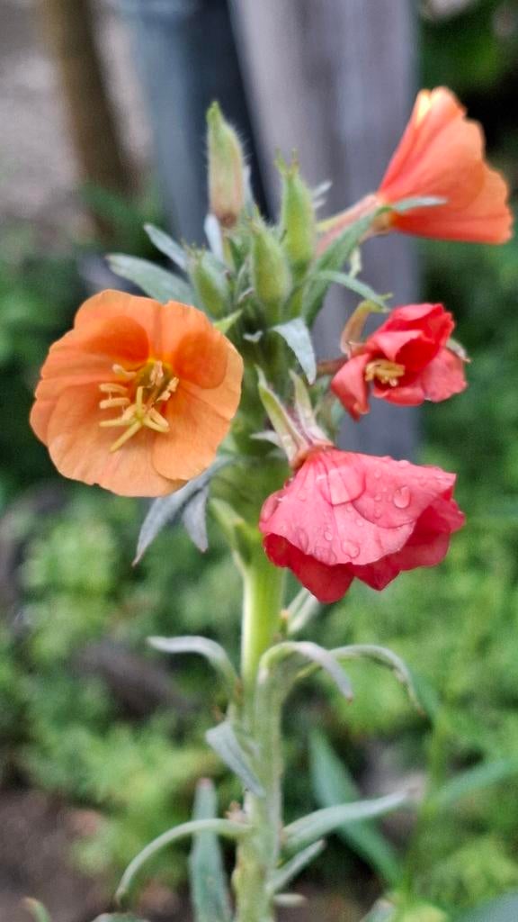 Graines de Sunset Boulevard, Oenothera versicolor, Envoi