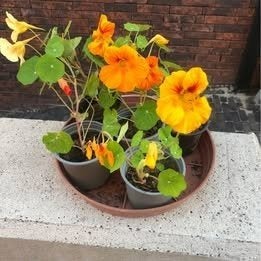 Plantjes Oost-indische kers, Tuin en Terras, Planten | Tuinplanten, Ophalen