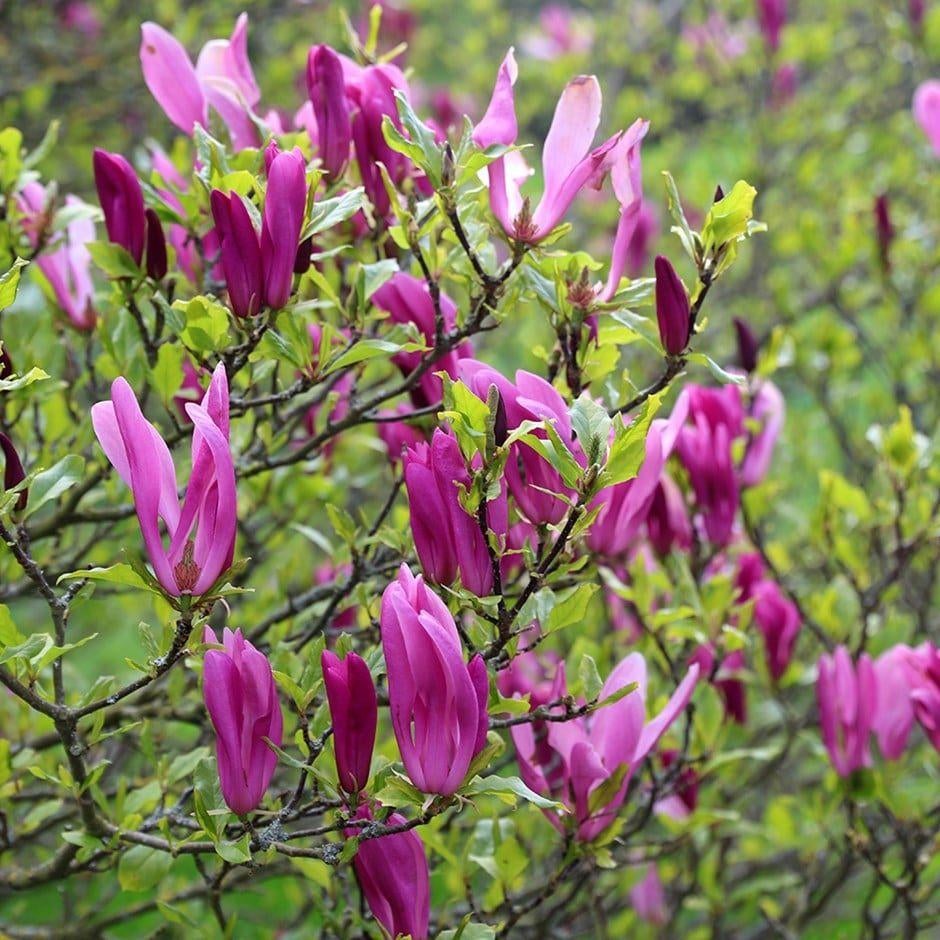 Magnolia suzan, Enlèvement