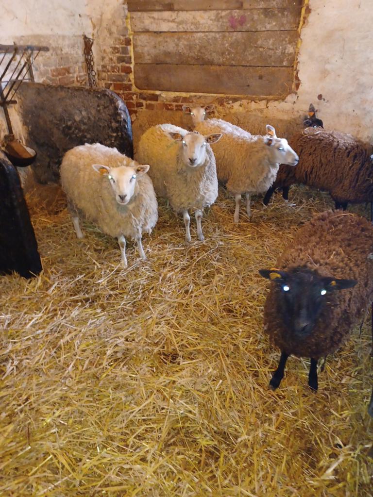 Te koop schapen voor offerfeest, Dieren en Toebehoren, Schapen, Geiten en Varkens, Vrouwelijk, Schaap, 0 tot 2 jaar