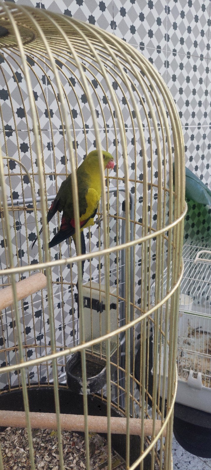 Oiseaux, Animaux & Accessoires