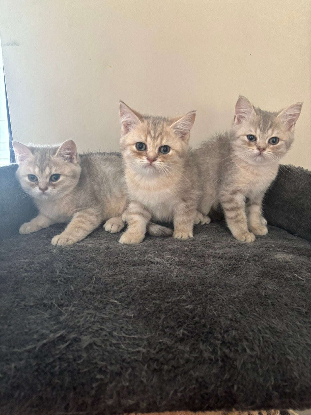 Brits korthaar kittens, Animaux & Accessoires, Chats & Chatons | Chats de race | Poil ras, Chat, 0 à 2 ans, Avec pedigree, Avec puce électronique