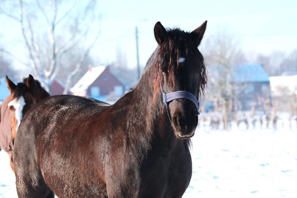 Weide maatje, Dieren en Toebehoren, 7 tot 10 jaar, Onbeleerd, Recreatiepony, D pony (1.37m tot 1.48m)