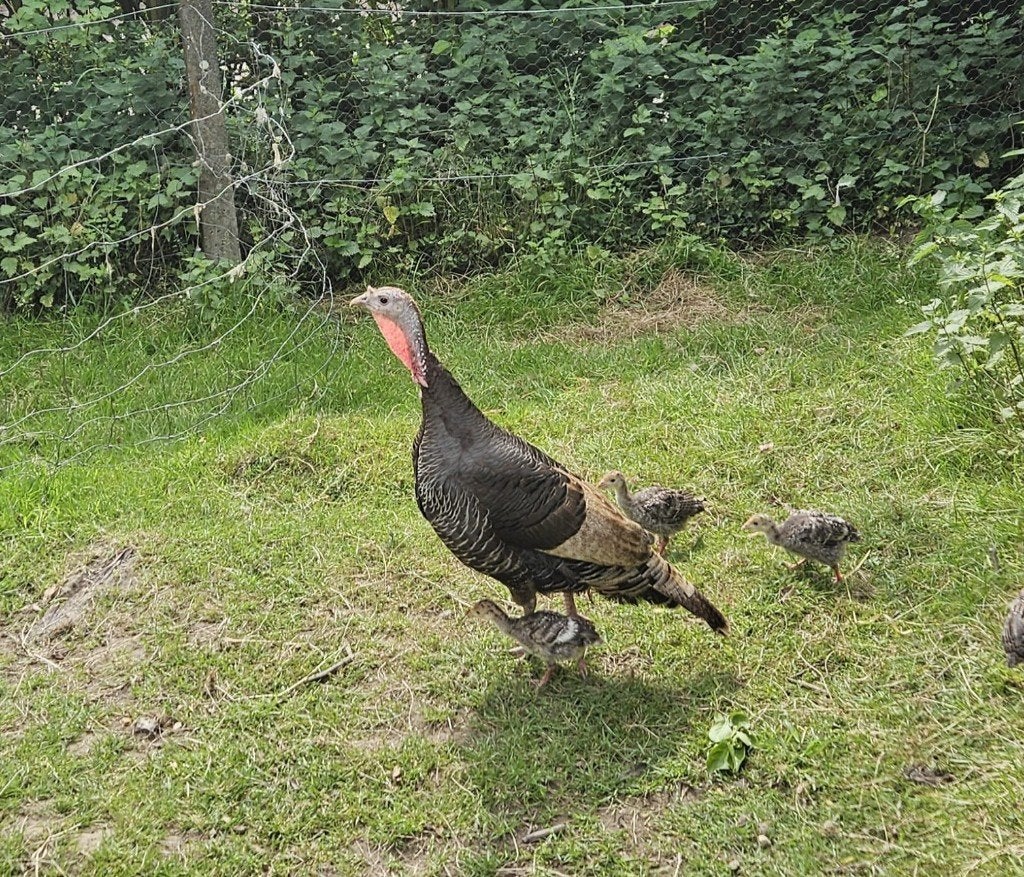 Vrouwelijke Ronquiere kalkoen te koop, Dieren en Toebehoren, Vrouwelijk, Kalkoen